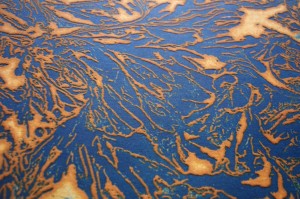 Fucus vesiculosus 2