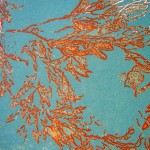 Fucus vesiculosus 4