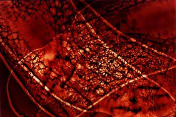 photogram3